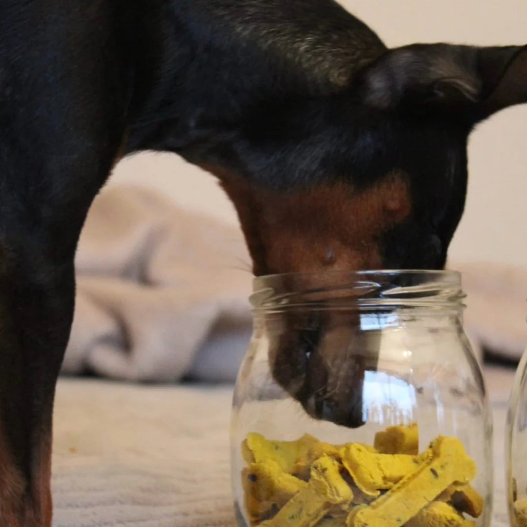 Schwarzer Pinscher steckt Nase in Glas mit Hundekeksen