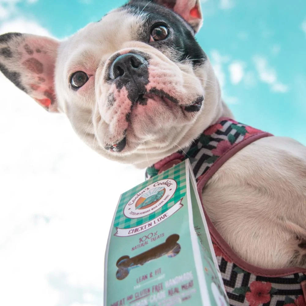 Frenchie Bulldog schaut Packung Hundekekse von Cookas Cookies 
