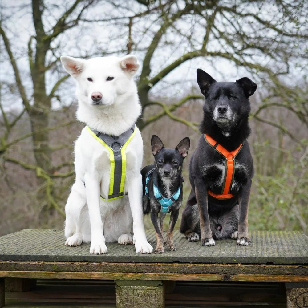 Anny-x Geschirr Protect orange/braun