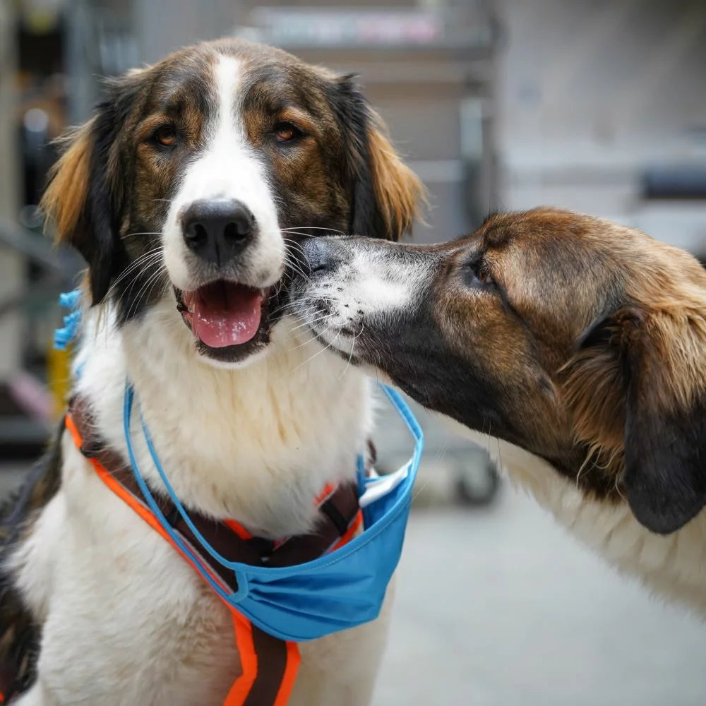 Anny-x Geschirr Protect orange/braun