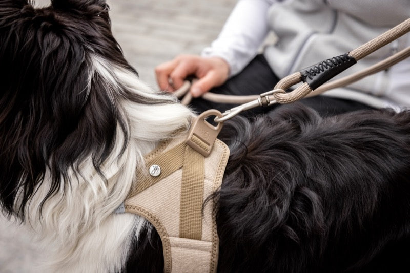 Hundegeschirr an dem die Leine befestigt wird