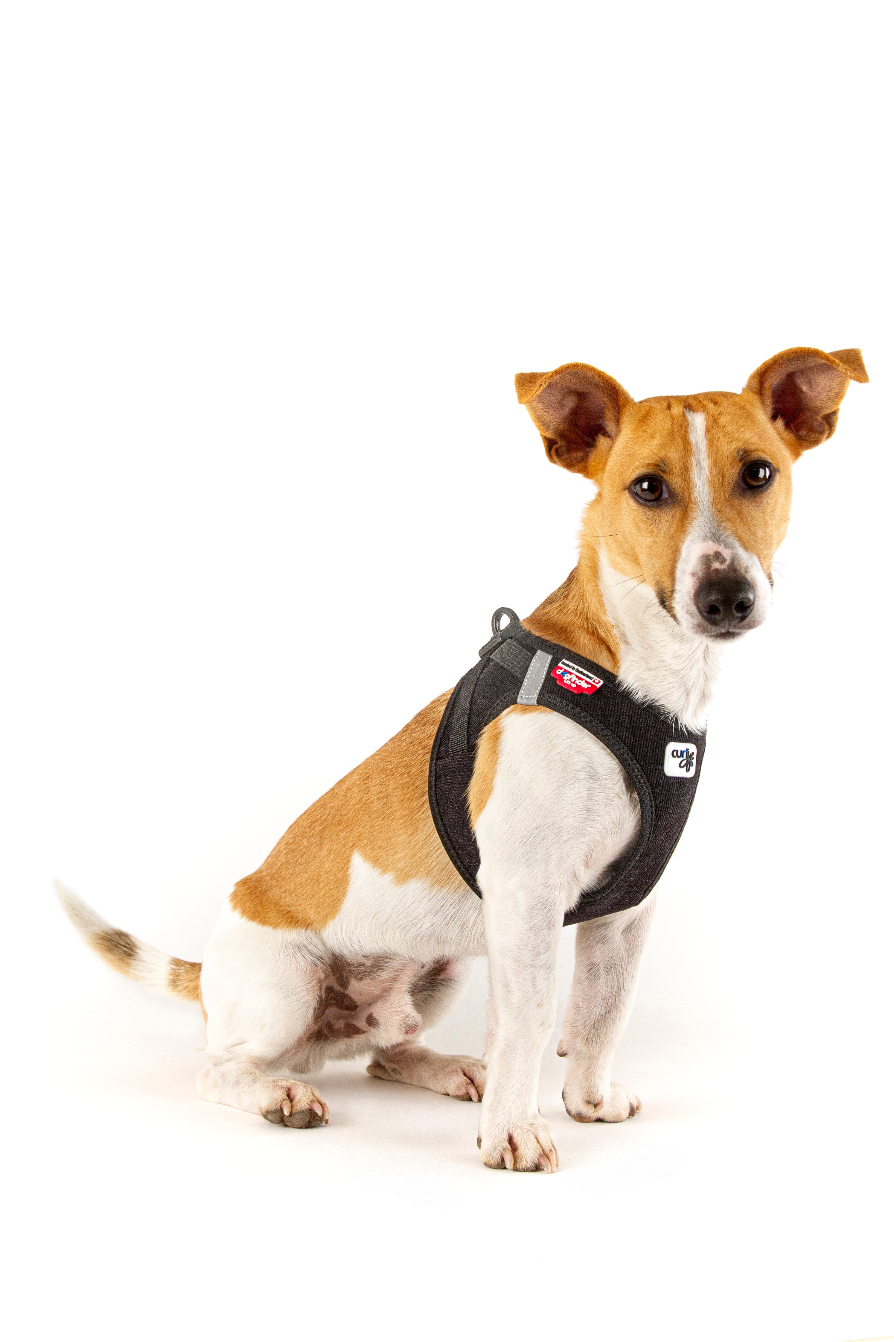 kleiner Hund mit schwarzem Geschirr