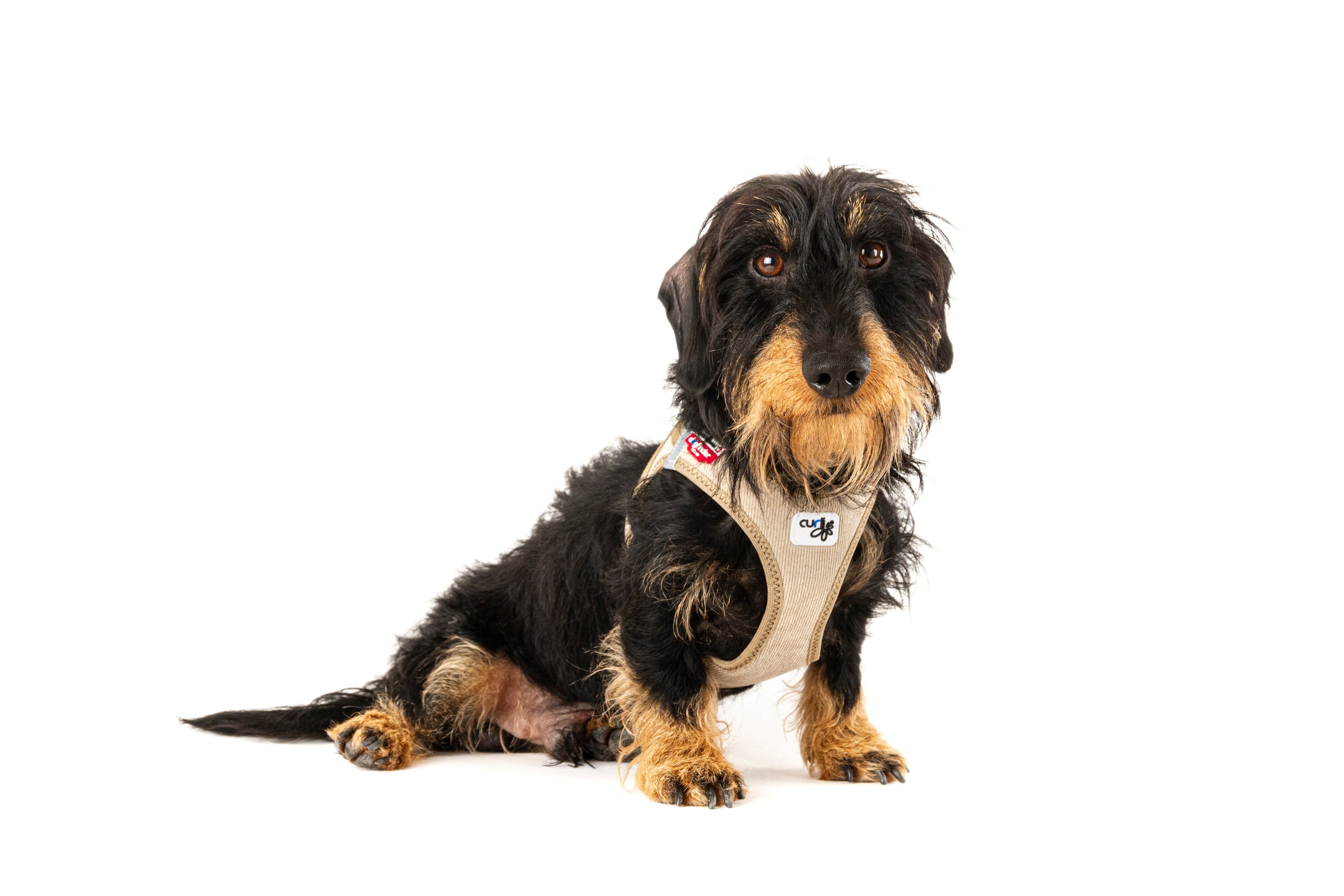 Rauhhaardackel mit hellgrauem Geschirr