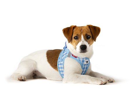 Foxterrier Welpe mit blauem Geschirr