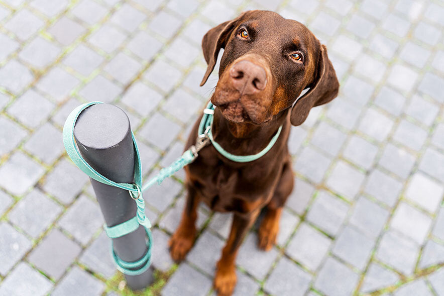 Brauner Hund mit mintfarbener Maul Mono Pop Lederleine und Halsband – hochwertiges Hundezubehör

