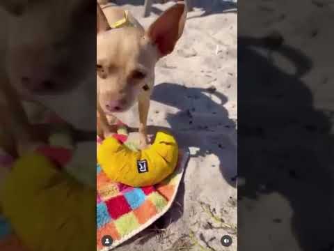kleine Hunde spielen am Strand mit dem Redoggo Croissant