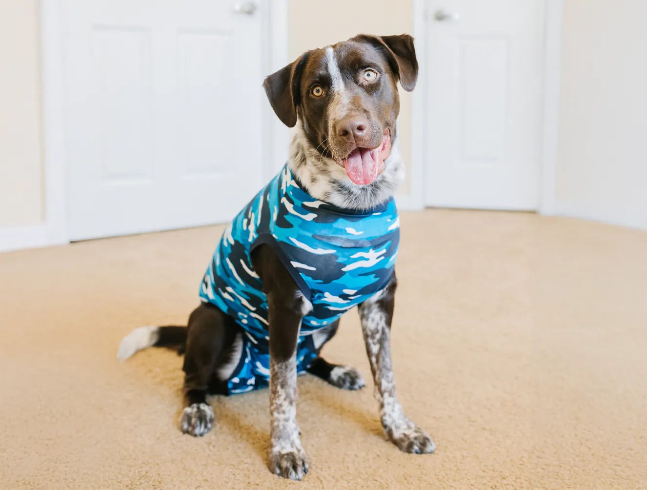 Mittelgroßer Hund mit blau-camouflage Pullover von Suitical 