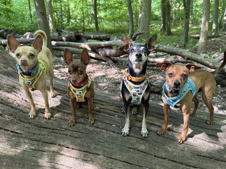 Die WOVVE Experten. Vier Hunde in bunten Geschirren stehen auf einem Baumstamm im Wald.